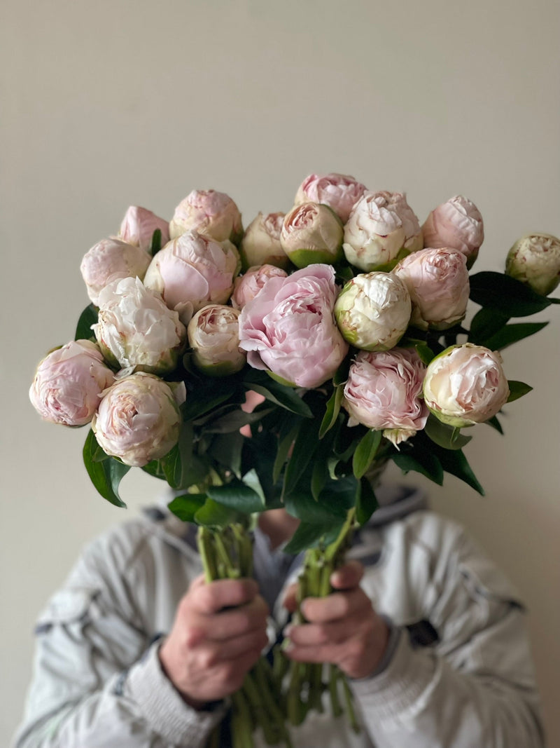 Peonias
